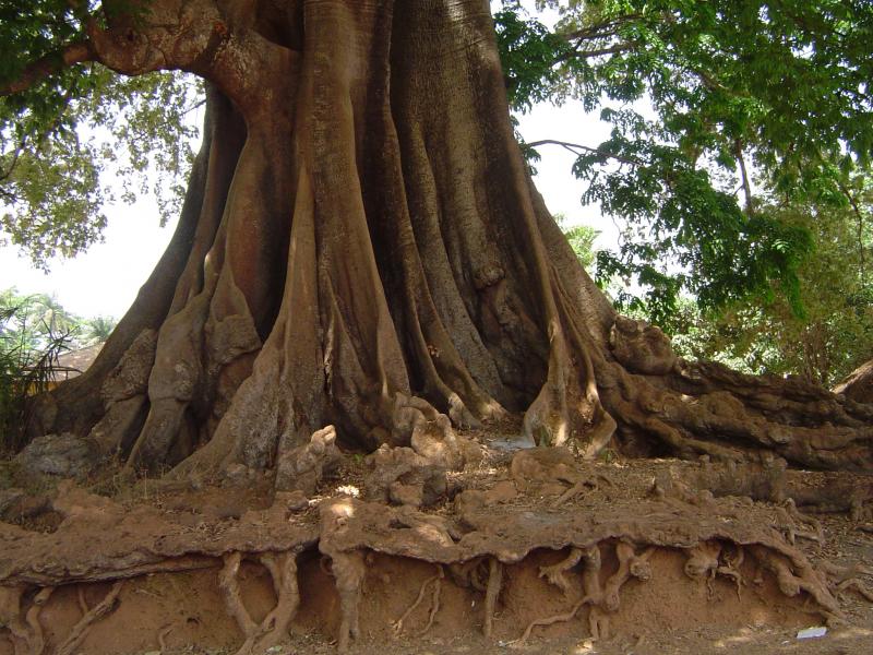 Le baobab