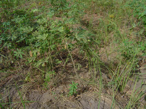 Champ de manioc plant� sur �lot entre l'auberge de jeunesse et le mont Gangan