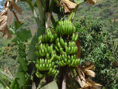 Les bananes constituent  la principale ressource de Kirita. Elles sont descendues sur la t�te pour �tre vendues sur le march� de Kindia.