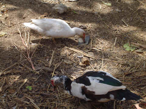 Canards, poules et ch�vres compl�tent les activit�s des familles