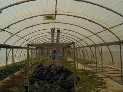 Serre de s�chage construit par Guin�e 44 et copi�e en plusieurs exemplaires par des structures guin�ennes