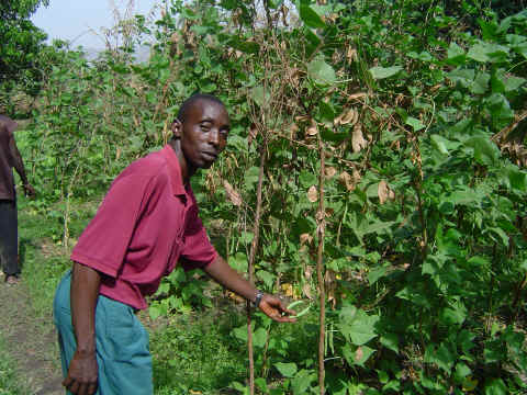 Dans la tenue mara�ch�re du bas-fond, Bakary fait pousser  tomates, laitues, haricots