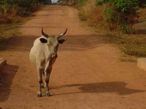 Une vache vue de pr�s
