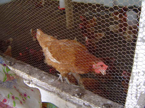 Atelier de volaille qui permet d'�lever 150 poules