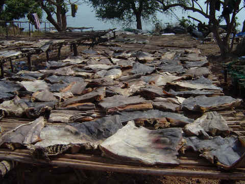 S�chage de poissons